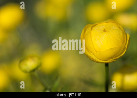 Globeflower Trollius europaeus, croissante, piscine en plein soleil du matin. Banque D'Images