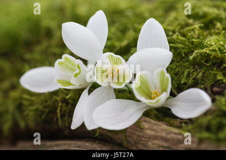 Snowdrop, Commun snowdrop, Galanthus nivalis, Whie de fleurs en plein air l'écorce moussue. Banque D'Images