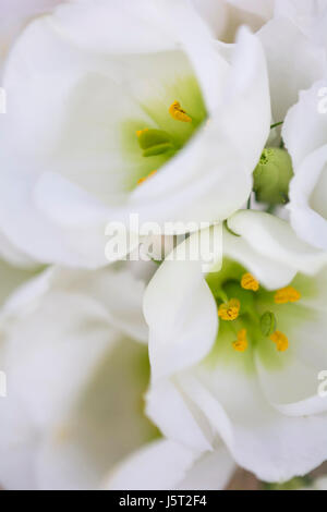 Gentiane blanche, Eustoma grandiflorum, Close up of white flowers montrant étamine. Banque D'Images