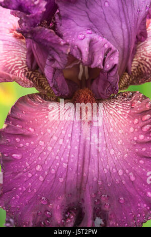 Iris, iris, Close up of substitution purple flowerhead couvert de gouttes de pluie. Banque D'Images