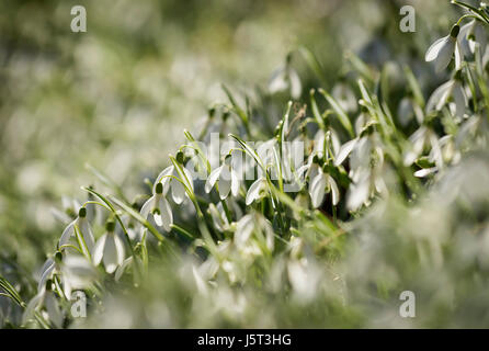 Snowdrop, Commun snowdrop, Galanthus nivalis, petites fleurs blanches en plein air de plus en plus dans les bois. Banque D'Images