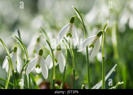 Snowdrop, Commun snowdrop, Galanthus nivalis, petites fleurs blanches en plein air de plus en plus dans les bois. Banque D'Images