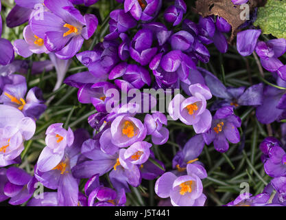 Crocus, crocus, Crocus tommasinianus précoce, vue aérienne de fleurs violettes montrant étamines orange et le pollen. Banque D'Images