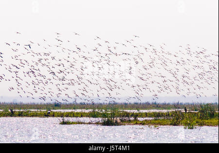 Une volée d'oiseaux passant de les rives de la Rivière Shire, Parc National de Liwonde, Malawi, Afrique Banque D'Images