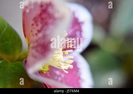 L'hellébore fleur rose Banque D'Images