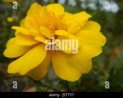 02002 Tagetes Oeillet 08 Bulacan Banque D'Images