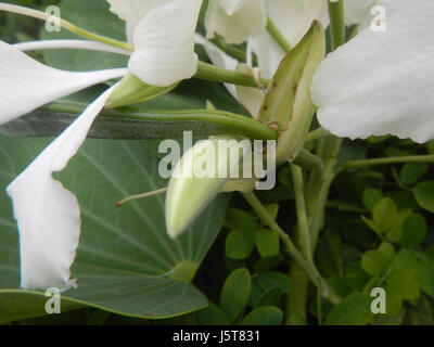 02114 blanc papillon fleur de bauhinia 07 Alibangbang Banque D'Images