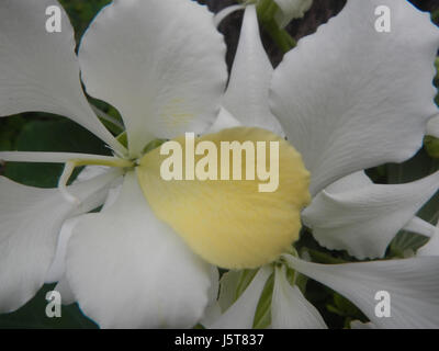 Le papillon blanc Alibangbang, scientifiquement nommé comme une espèce de la famille des Pieridae, est souvent vu dans les régions où pousse la fleur de Bauhinia, également connue sous le nom de papillon. Les deux espèces sont communes en Asie du Sud-est. Banque D'Images