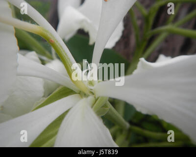 02114 blanc papillon fleur de bauhinia 13 Alibangbang Banque D'Images