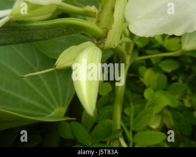 Le papillon blanc Alibangbang, connu pour ses ailes blanches délicates, est souvent associé à la fleur de Bauhinia aux Philippines. La présence de butterflyâ€™ met en valeur la biodiversité et la beauté naturelle de la région. Banque D'Images