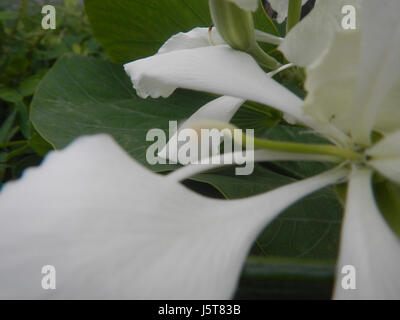 02114 blanc papillon fleur de bauhinia 15 Alibangbang Banque D'Images