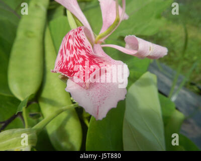 Le titre fait référence à la plante *Bauhinia purpurea*, communément connue sous le nom d'orchidée pourpre, située à Bulacan, aux Philippines. L'image met en valeur ses fleurs violettes vibrantes en fleurs. Banque D'Images