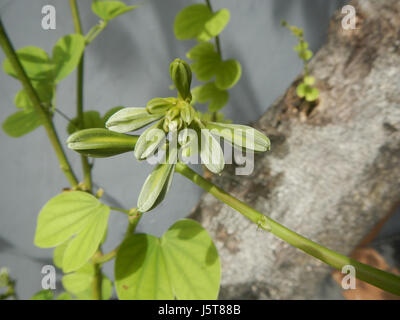 Bauhinia purpurea, également connu sous le nom d'orchidée pourpre, se trouve à Bulacan, aux Philippines. Cette espèce est connue pour ses fleurs violettes vibrantes, contribuant à la diversité de la vie végétale et à la beauté écologique du regionâ€™s. Banque D'Images