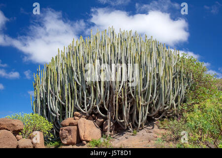 La flore de Gran Canaria - grappe énorme d'euphorbia canariensis, cactus-comme l'euphorbe ésule, symbole de l'île Banque D'Images