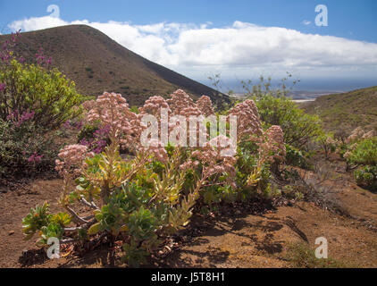 La flore de Gran Canaria - floraison rose Aeonium percarneum, endémique de l'île, Telde municipalité Banque D'Images