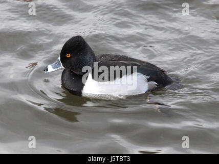 Une photographie d'un canard à col rond prise à Albuquerque, Nouveau-Mexique, mettant en valeur les caractéristiques et l'habitat distinctifs de l'oiseau. Banque D'Images