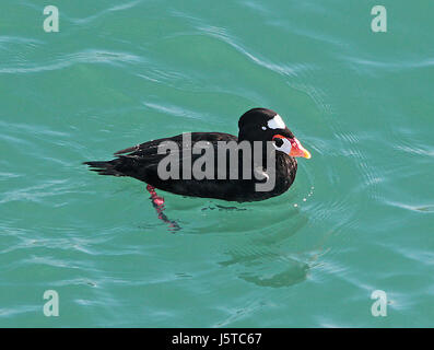 Cette image montre un Scorcher de surf, un type de canard de mer, observé près de la jetée de San Simeon dans le comté de San Luis Obispo, en Californie. L'oiseau est connu pour son plumage noir et blanc distinctif et se trouve souvent le long de la côte Pacifique. Banque D'Images