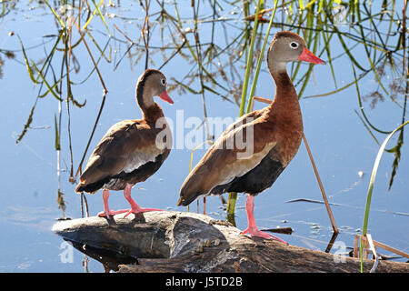 003 - Black-bellied Whistling-duck (10-27-2015) estero llano grande s p, hidalgo co, tx -01 (22433393000) Banque D'Images