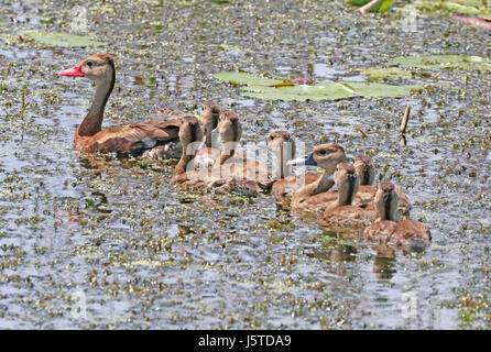 003 - Black-bellied Whistling-duck (1-5-2016), nwr anahuac chambers co, tx -01 (29418884746) Banque D'Images