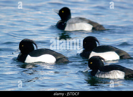 Canard touffeté observé sur le lac Quidi Vidi à New John's, Terre-Neuve, le 6 février 2007. Le canard touffeté est un canard plongeur de taille moyenne que l'on trouve dans les eaux douces et côtières. Il est connu pour sa touffe distinctive de plumes à l'arrière de sa tête et son plumage noir et blanc contrasté. Banque D'Images