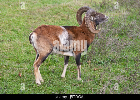 Mouflon (Ovis gmelini musimon) ram. Banque D'Images