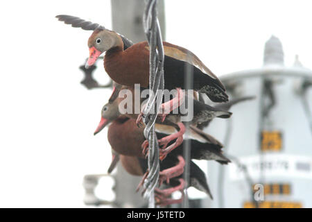 003 - Black-bellied Whistling-duck (1-6-09) Los Fresnos, TX (5) (8706732381) Banque D'Images