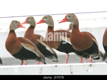 003 - Black-bellied Whistling-duck (1-6-09) Los Fresnos, TX (4) (8706731833) Banque D'Images