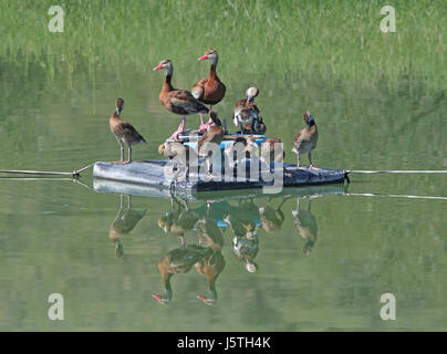 003 - Black-bellied Whistling-duck (8-27-12) pat Lake State Park, SCC, az (8707856972) Banque D'Images