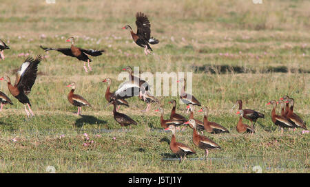 003 - Black-bellied Whistling-duck (5-8-11) rio rico étangs, SCC, az (8707856168) Banque D'Images