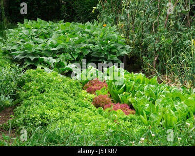 Le haricot vert (Phaseolus vulgaris) ; Cichorium endivia (var. crispum) ; laitue romaine (Lactuca sativa longifolia), pois nain(Pisum sativum). Banque D'Images