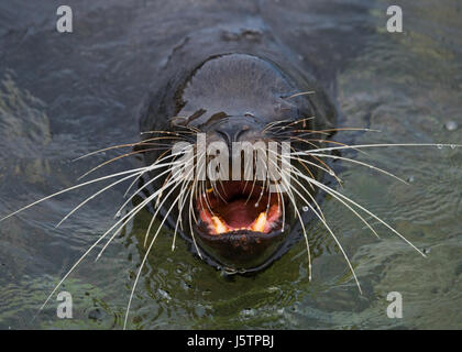 Portrait d'un lion de mer. Les îles Galapagos. Océan Pacifique. Équateur. Banque D'Images