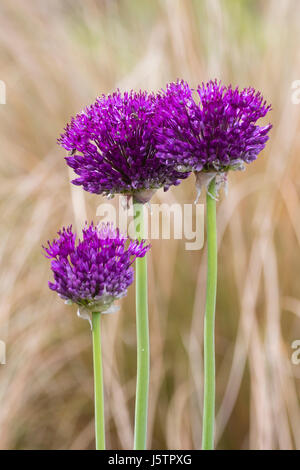 Au début de l'été les capitules de l'ampoule d'ornement, Allium 'Purple Sensation' Banque D'Images