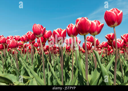 Champ de tulipes rouges et blancs dans la commune néerlandaise de Noordoostpolder comme arrière-plan photo Banque D'Images