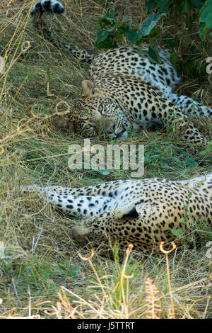 Léopard femelle avec ses deux ans cub jouant dans Chitabe salon du Delta de l'Okavango au Botswana Banque D'Images