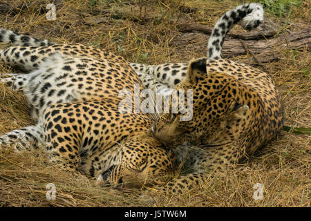 Léopard femelle avec ses deux ans cub jouant dans Chitabe salon du Delta de l'Okavango au Botswana Banque D'Images