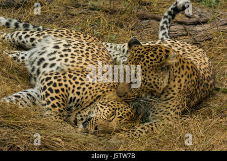 Léopard femelle avec ses deux ans cub jouant dans Chitabe salon du Delta de l'Okavango au Botswana Banque D'Images