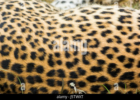 Femme léopard (Panthera pardus) peau Banque D'Images