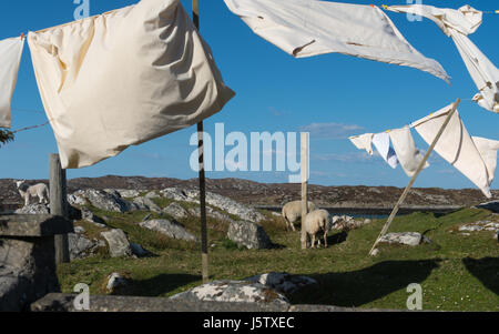 Journée à laver sur Arinagour il y hebridean Ile de Coll Ecosse Banque D'Images