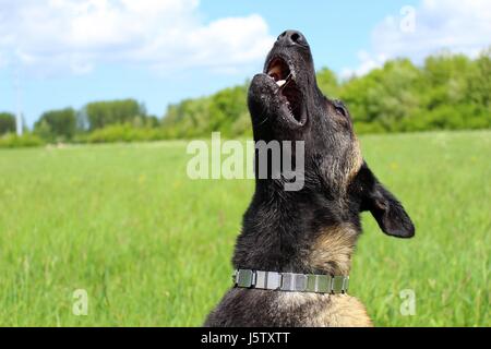 Chien Berger Belge malinois Banque D'Images