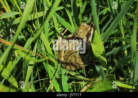 Caché dans l'herbe de la grenouille Banque D'Images