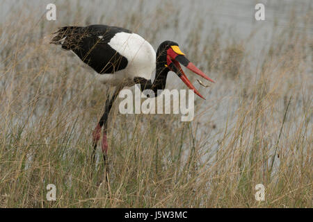 Bec de selle pêche stork Banque D'Images