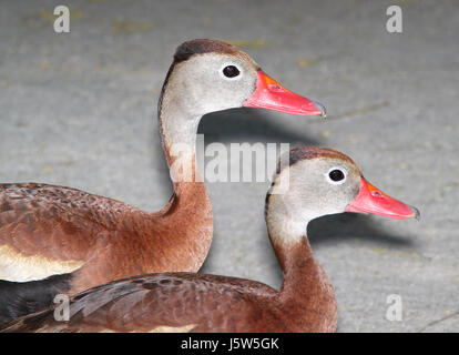 003 - Black-bellied Whistling-duck (4-19-12) convention center, South Padre Island, TX (1) (8707851818) Banque D'Images