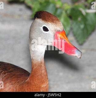 003 - Black-bellied Whistling-duck (4-19-12) convention center, South Padre Island, TX (2) (8707852098) Banque D'Images