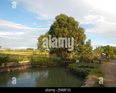 01083 arbres étangs à l'irrigation des rizières Site Sakdalan San Jose 15 Plaridel Banque D'Images
