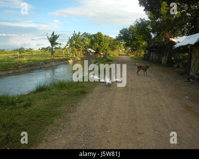 01083 arbres étangs à l'irrigation des rizières Site Sakdalan San Jose 17 Plaridel Banque D'Images