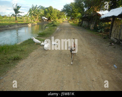 01083 arbres étangs à l'irrigation des rizières Site Sakdalan San Jose 18 Plaridel Banque D'Images