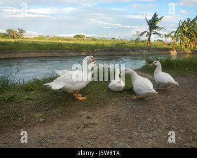 01083 arbres étangs à l'irrigation des rizières Site Sakdalan San Jose 24 Plaridel Banque D'Images