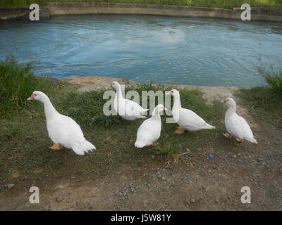 01083 arbres étangs à l'irrigation des rizières Site Sakdalan San Jose 25 Plaridel Banque D'Images