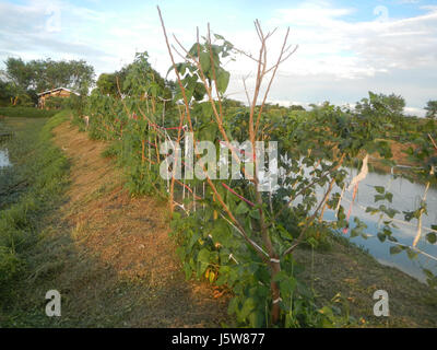 051 rizières arbres prairies étangs à Sakdalan irrigation San Jose 17 route de Bulacan Plaridel Banque D'Images