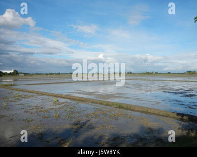 Cette image représente le paysage agricole de Sitio Hulo, Tagulod, Candaba, Pampanga, en se concentrant sur la route de la ferme au marché et les pratiques agricoles locales dans la région. Banque D'Images